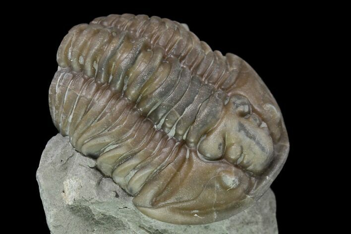 Bargain, Prone Flexicalymene Trilobite - Mt Orab, Ohio #137505